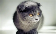 猫咪可以吃玉米吗