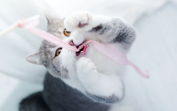 猫耳朵里面有褐色粘稠的东西要用什么药