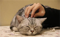 猫三联预防哪些病