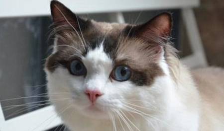 布偶猫眼睛红又流眼泪是怎么回事? 布偶猫眼睛红又流眼泪是怎么回事?