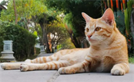 猫咪异食癖吃什么微量元素好