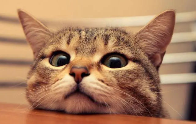猫滴了驱虫药什么反应啊