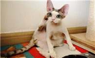 猫的耳螨怎么才算清理干净了呢