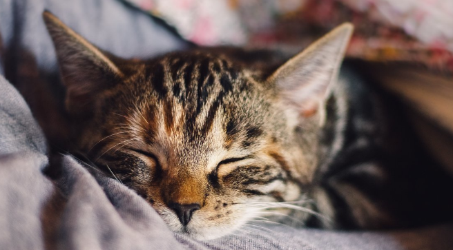 剪到猫咪血线会自愈吗 剪到猫咪血线会自愈吗