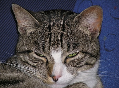 猫猫的眼睛总是有眼泪怎么办