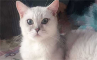 猫咪不吃饭,吐黄水是怎么回事