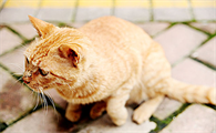 猫咪耳朵后面的毛秃了怎么回事