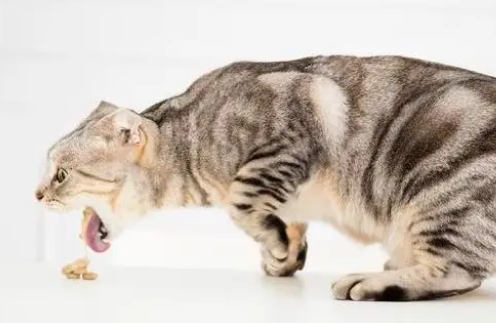 猫口吐白沫怎么办简单方法怎么办