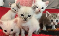 为啥猫咪会隔天生一只呢