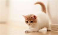猫爪子里面有黑渣渣是什么