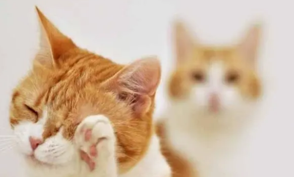 猫肚子一直在震动一样