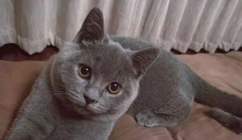蓝猫几个月会变成“包子脸”? 蓝猫几个月会变成“包子脸”?