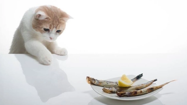 喂宠物猫吃鱼的好处和坏处 喂宠物猫吃鱼的好处和坏处