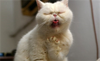 猫晕车了怎么办