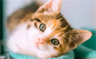 怎样让猫产生好感