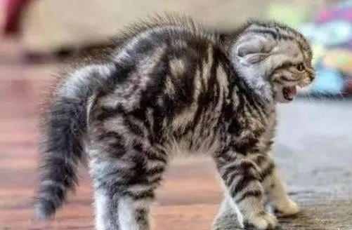猫咪生气了有哪些表现?铲屎官们可不要激怒它~ 猫咪生气了有哪些表现?铲屎官们可不要激怒它~