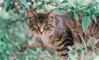 猫咪讨厌你的表现