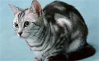 猫除跳蚤用什么药效果最好