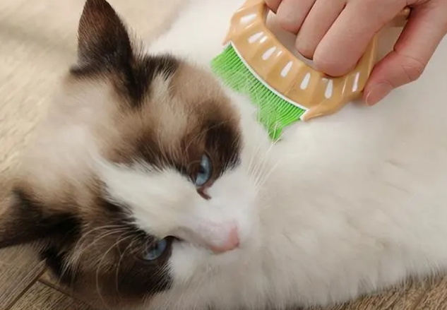 为什么不建议养布偶猫 为什么不建议养布偶猫