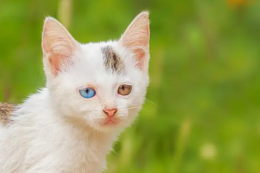 猫的寿命是多少年 猫的寿命是多少年