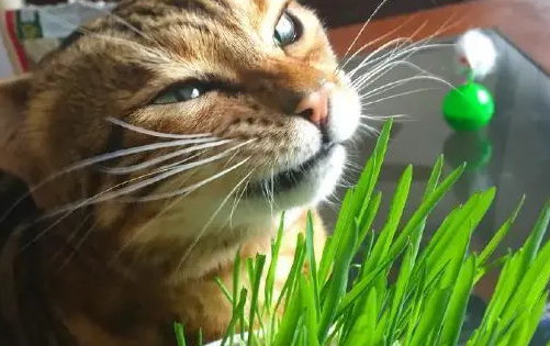 猫草对猫有什么作用 猫草对猫有什么作用