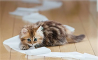 猫咪下巴像是肿了一样是什么回事