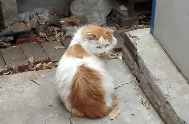 野猫进家有什么预兆 野猫进家有什么预兆