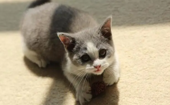 猫咪一直呼噜不停怎么回事