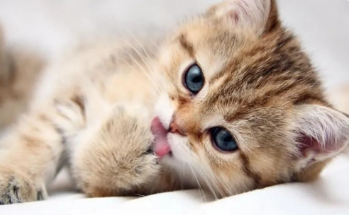 想要养出健康猫崽，nulo猫粮不可错过哦