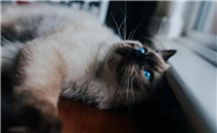猫进家门预示着什么