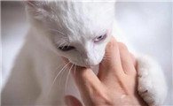 猫咪为什么会长猫癣的原因