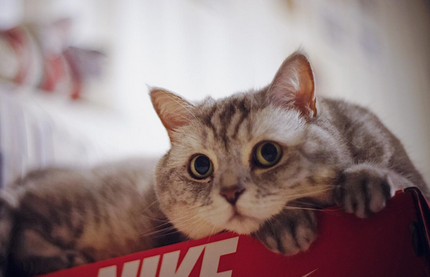 猫可以吃杨梅果肉吗为什么
