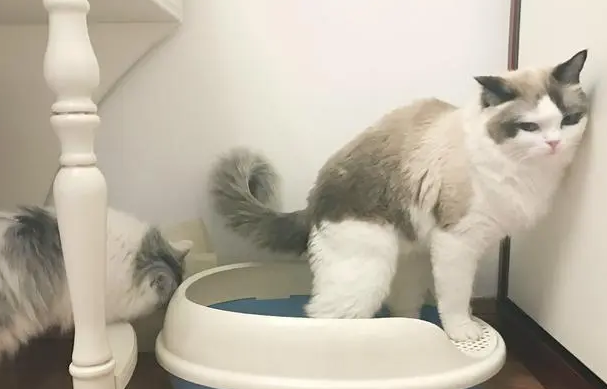 猫拉稀很臭怎么回事 猫拉稀很臭怎么回事