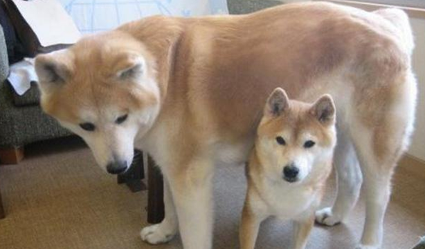 柴犬和秋田犬的区别 柴犬和秋田犬的区别