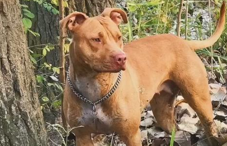 女孩子养比特犬,狗狗浑身肌肉,现实版美女与野兽? 女孩子养比特犬,狗狗浑身肌肉,现实版美女与野兽?