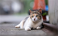 猫癣有什么症状