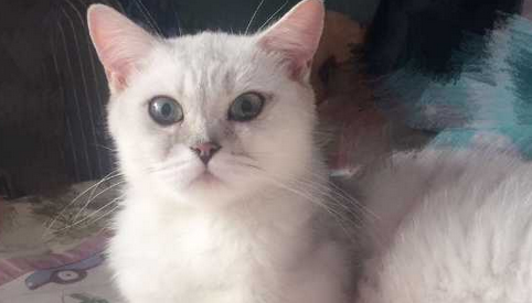 猫咪不吃饭,吐黄水是怎么回事 猫咪不吃饭,吐黄水是怎么回事
