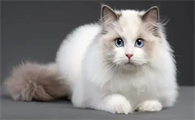 猫咪拉肚子脱水了怎么办