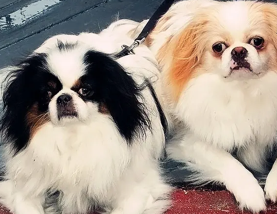 日本狆没人乐意饲养,是这个原因