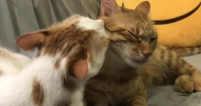 小猫身上有真菌感染怎么办啊
