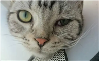 小猫眼睛总是发炎怎么办