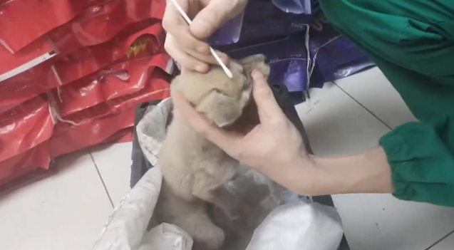 犬瘟、细小加冠状,仅两个月的流浪小奶狗被救助后,默默流着眼泪 犬瘟、细小加冠状,仅两个月的流浪小奶狗被救助后,默默流着眼泪