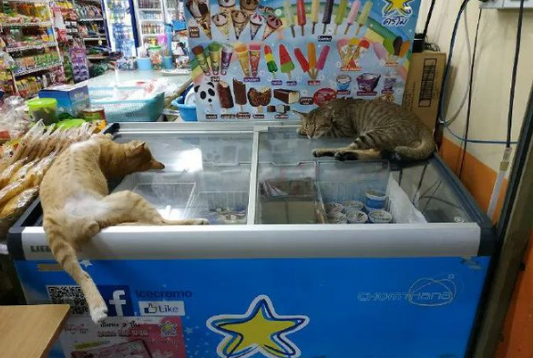 猫:听说你在外面到处造谣说我死了?? 猫:听说你在外面到处造谣说我死了??