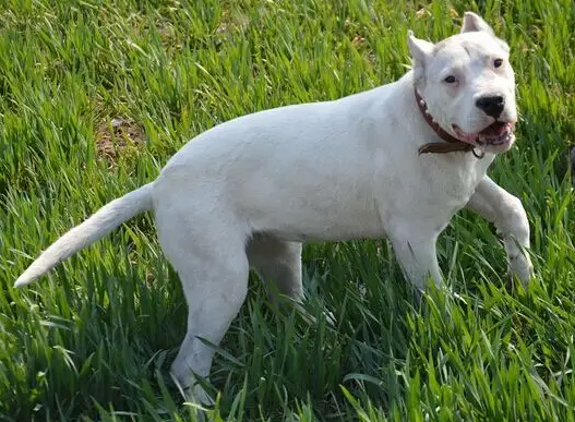 成年杜高犬换主人可以吗?这篇文章可解惑 成年杜高犬换主人可以吗?这篇文章可解惑