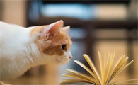 猫咪可以吃鸡蛋吗