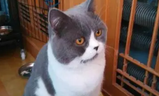 英短蓝猫有白色杂毛的原因是什么