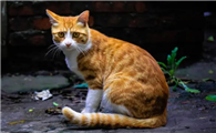 猫咪的眼睛老是流眼泪是什么原因