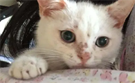 猫咪如何得猫藓病