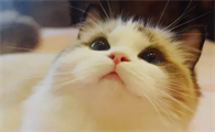 电子驱蚊器对猫咪有害吗