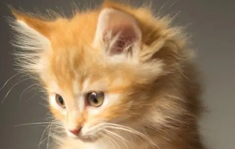 猫毛会吸进肺里吗